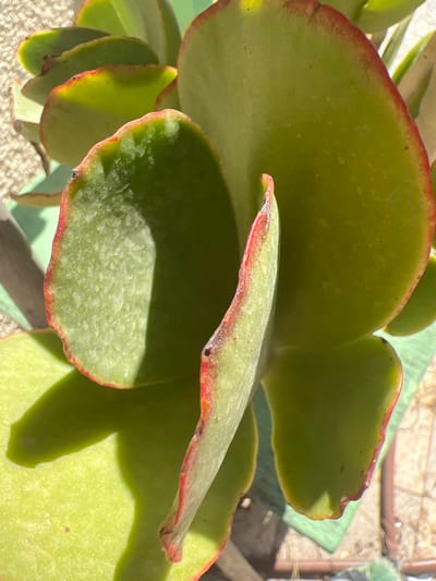 The image shows a close-up of a succulent plant with large, fleshy, green leaves. The edges of the leaves are tinged with red. The plant is positioned outdoors, bathed in bright sunlight, casting distinct shadows on the leaves. In the background, a textured wall and some paving stones are visible, suggesting an urban outdoor setting. The scene is devoid of any people or animals. The plant appears healthy and well-lit, with no visible signs of damage or distress. The focus is entirely on the plant's form and coloration. This image was taken in Hadera, Israel.