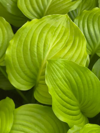The image is a close-up, top-down view of several bright green hosta leaves. The leaves are large and heart-shaped with prominent parallel veins that run the length of each leaf. The lighting highlights the texture and sheen of the foliage, creating a vibrant and lush appearance. The background is dark and out of focus, emphasizing the foreground leaves. The scene is in Dobrogea Veche, Moldova. There are no people or animals visible in the image.