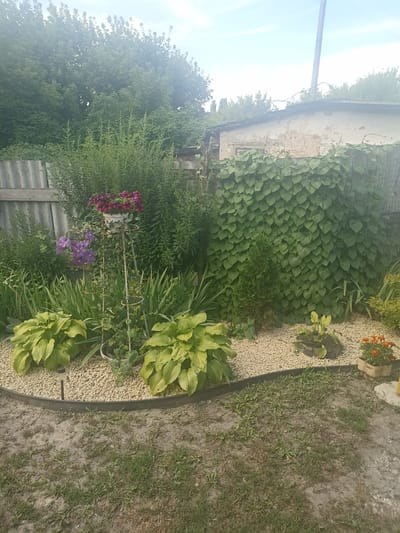 The image depicts a garden scene with lush greenery and various plants, located in Perelešinskij, Russia. In the foreground, a curved garden bed is filled with light-colored gravel. Two large hosta plants with vibrant green foliage are prominently featured on the left side of the gravel bed. A decorative metal plant stand holding a pot of deep purple petunias and a climbing plant with purple clematis flowers stands in the center of the garden bed. To the right of the gravel bed, there is a small evergreen tree and a planter with orange marigolds.
In the background, a dense wall of green heart-shaped leaves, possibly morning glories or a similar vine, covers a fence or structure. Behind the vines, a dilapidated building with light-colored, crumbling walls is visible. A utility pole rises into the bright sky above the building. A weathered gray wooden fence runs along the left side of the image, bordering the garden. The ground in front of the garden bed is a mix of soil and sparse grass. The overall impression is of a well-maintained, albeit somewhat rustic, garden space within a residential or rural setting.
