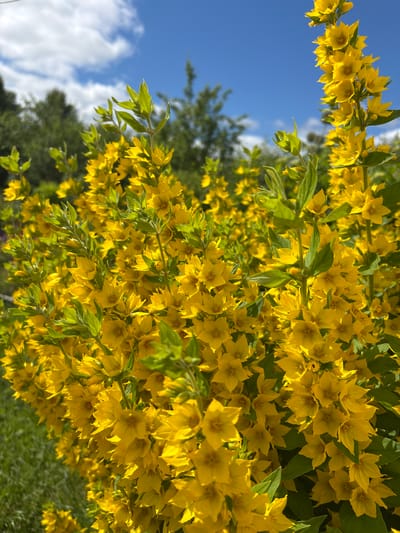 This is a close-up, eye-level, outdoor, vertical shot of a dense cluster of bright yellow flowers, possibly Lysimachia. The flowers are star-shaped with five petals and small brown centers, and they grow in clusters along upright stems covered in green leaves. The background is a mix of blurred green foliage from trees and shrubs, and a bright blue sky with scattered white clouds. A patch of green grass is visible in the lower left corner. The overall lighting suggests it is daytime, likely sunny, with the light casting shadows on some of the flowers and leaves. The image appears to be taken in a garden or natural setting. The location is identified as Dunilovo, Russia.