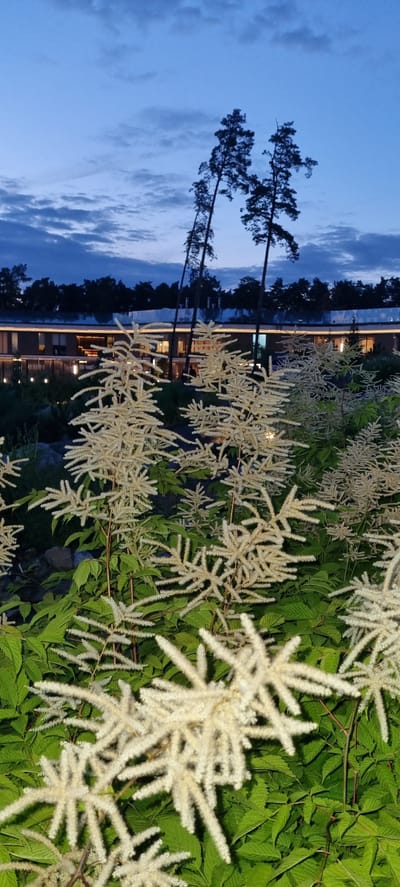 The image depicts a twilight scene with a focus on the foreground foliage, featuring feathery white flowers and vibrant green leaves. In the background, a modern building with large windows and exterior lighting is visible, surrounded by a dark line of trees. Tall, slender pine trees with silhouetted branches rise against a dusky blue sky with scattered clouds. The overall atmosphere suggests an outdoor setting at dusk, possibly a residential or recreational area, in Shulgino, Russia. There are no discernible people or specific actions taking place.