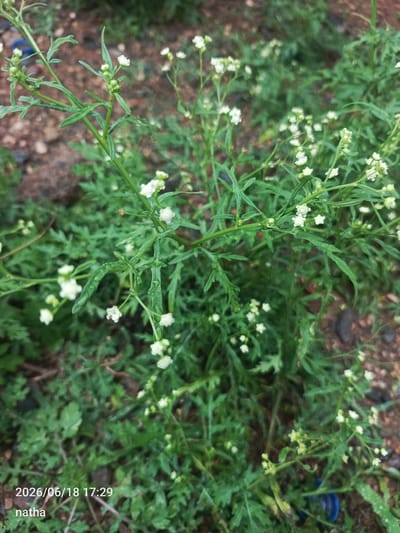 A close-up, slightly blurry photograph captures a cluster of small, white wildflowers with delicate green stems and leaves. The plants are growing in a natural outdoor setting. The background consists of blurred green foliage and reddish-brown soil with small stones, suggesting a garden or natural environment. In the bottom left corner, a timestamp "2026/06/18 17:29" and the text "natha" are visible, likely annotations from the image source. There are no people or discernible actions in the image. The scene appears to be located in El Chaparral, Venezuela.