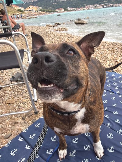 The image depicts a brindle-colored dog with a white chest and white-tipped paws, standing on a blue mat with white anchor patterns. The dog is looking towards the right of the frame, with its mouth slightly open, revealing teeth. In the background, a beach is visible with pebbles and scattered rocks. Beyond the beach, the turquoise water of the sea stretches towards a coastline with buildings and hills. Several people are present on the beach and in the water, suggesting a public recreational area. A person is seated in a wheelchair on the left side of the image, partially obscured by a metal-framed chair. The scene is set in Općina Baška, Croatia, likely on the beach.