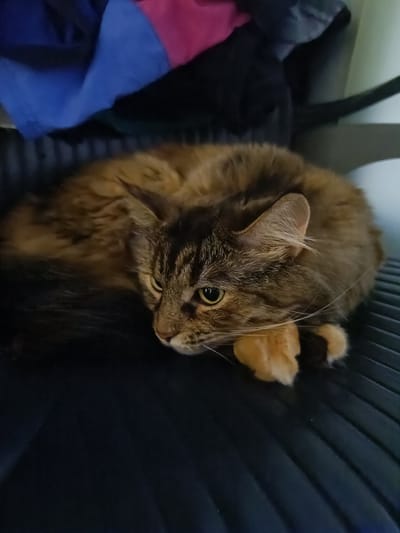 A long-haired, tabby cat with green eyes is curled up on a dark, ribbed surface, likely a chair. The cat's fur is a mix of brown, black, and orange. Its front paws are tucked beneath its chin. In the background, out of focus, are piles of colorful fabric, including blue and pink. The environment appears to be indoors, with artificial lighting. There are no people or other animals visible in the image. The image does not provide any specific details that would allow for the identification of its location within the city of Vitoria-Gasteiz, Spain.