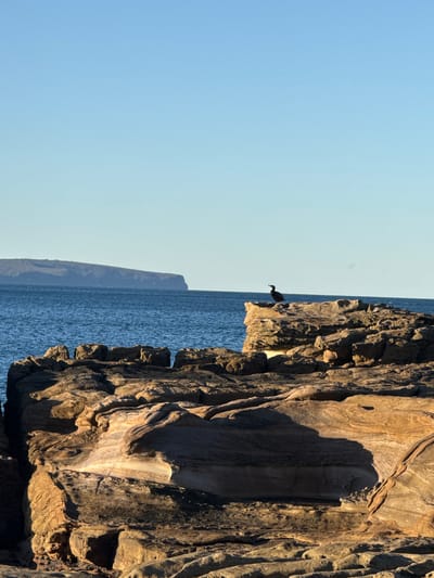 This is a vertical, eye-level, medium shot of a rocky coastline in Palm Beach, Australia. The foreground is dominated by large, textured rocks in shades of brown and tan, with dramatic shadows cast by the low angle of the sun. A single, dark-colored bird stands on a flat rock in the middle ground, facing left. Beyond the bird, the deep blue ocean stretches to the horizon, where a low, green, treed headland is visible under a clear, pale blue sky. The scene is peaceful and natural, with no people present.
