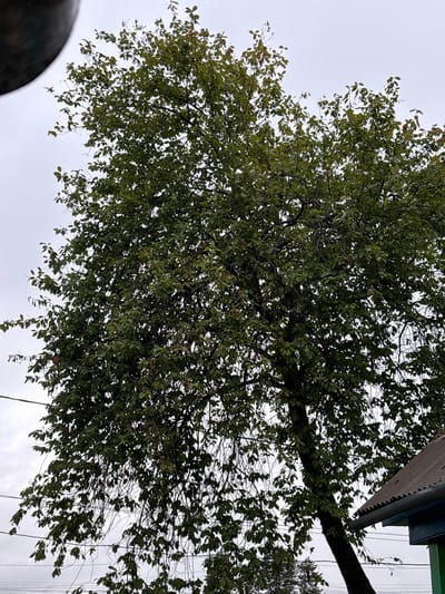 The image captures a close-up view of a dense, leafy tree with dark green foliage, dominating the frame. The tree's branches are visible throughout the image, some appearing thin and delicate, while others are thicker. Several thin, dark lines, possibly power lines, are visible crisscrossing behind the tree. In the lower right corner, a portion of a building's roof is visible, constructed of corrugated material and supported by a dark blue gutter. The sky is overcast and grey, suggesting a cloudy day. The foreground on the left side of the image features a dark, curved object, possibly a light fixture or part of a structure. The scene appears to be an outdoor environment, likely in a residential or semi-rural area. There are no people or animals present in the image. The location is identified as Gonja, Russia.