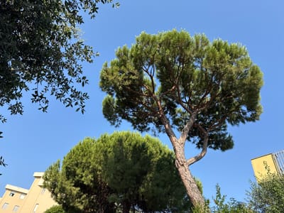The image, taken in Rimini, Italy, shows a clear blue sky above lush green trees and a portion of a light yellow building. The trees include a large pine tree with a textured trunk and a dense canopy, and another, larger pine tree to its left, also with a full green crown. In the upper left corner, there are dark green leaves of another tree framing the sky. The building, visible on the left side and in the background, has several windows and appears to be a residential or commercial structure. A metal fence is partially visible on the right side of the frame, adjacent to the yellow building. The scene is a bright, sunny day, with the sunlight illuminating the foliage and the building.