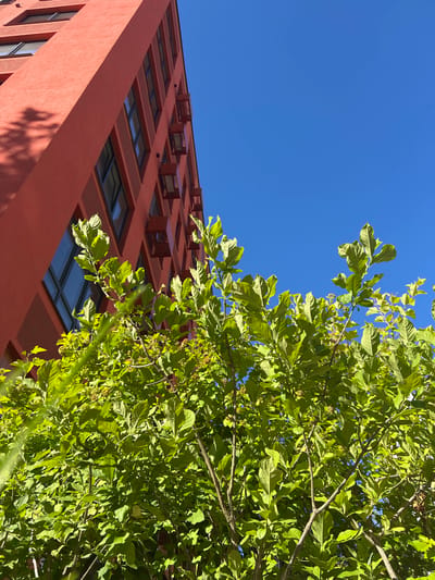 The image, taken outdoors in Kaluga, Russia, shows a low-angle view of a vibrant green tree with lush foliage in the foreground. The branches and leaves are brightly illuminated, suggesting it is daytime. Behind the tree, a modern building with a distinctive reddish-orange facade is visible. The building features a repeating pattern of rectangular windows set within recessed squares, and what appear to be skylights on its underside, creating a layered architectural effect. The sky above is a clear, deep blue, indicating fair weather. The composition is a juxtaposition of nature and contemporary architecture, with the organic form of the tree contrasting with the geometric lines of the building. There is no visible text in the image. The overall impression is one of a bright, sunny day in an urban or semi-urban setting.