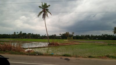 A wide, low-angle shot captures a rural landscape under a dramatic, cloudy sky. The foreground features a paved road with a white dividing line, partially obscured by a dark, out-of-focus object on the left. Beyond the road, dry, brown vegetation and some scattered white debris sit at the edge of a field. The field is divided into sections: one appears to be flooded with murky water, reflecting the overcast sky, while another section is covered in vibrant green, newly planted rice paddies. A tall, slender coconut palm tree stands prominently in the middle ground, leaning slightly to the left, with its fronds fanning out against the dark clouds. In the background, a dense line of trees, predominantly coconut palms, stretches across the horizon, with a few scattered buildings peeking through the foliage. The sky is filled with heavy, dark grey clouds, with lighter patches towards the left, suggesting an impending storm or the aftermath of one. The overall impression is one of a tropical agricultural landscape, possibly located in Kruengseupeng, Indonesia, during a period of inclement weather. There are no people visible in the image.