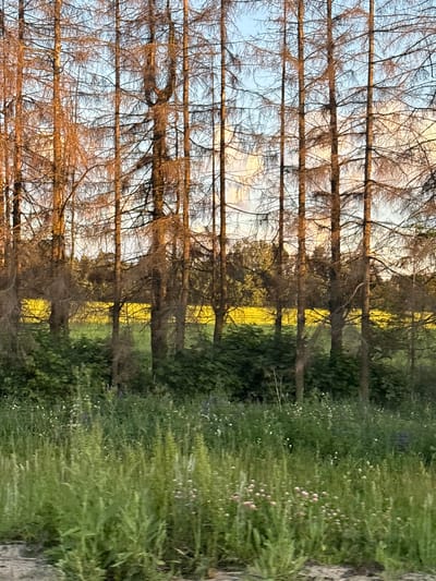 The image depicts a row of tall, slender, bare trees in the foreground, their branches forming a delicate pattern against a softly lit sky. Behind the trees, a vibrant yellow field, likely of rapeseed or similar crop, stretches across the middle ground. The field is bordered by lush green vegetation, creating a natural hedge. The bottom of the image shows a grassy area with scattered wildflowers, some pink and white, and a glimpse of a rough, possibly dirt or gravel, path. The overall scene evokes a natural, rural setting, possibly in the Кадзінскі сельскі Савет, Belarus, during daylight hours with warm, golden light illuminating the landscape. There are no people or animals visible in the frame.