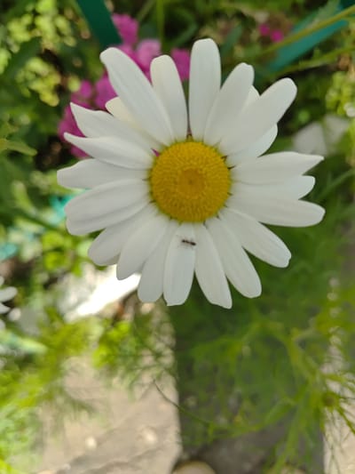 The image is a close-up, high-angle shot of a single white daisy with a yellow center. A small ant is visible on one of the white petals. The daisy is the primary subject, positioned in the center and taking up a significant portion of the frame. The background is blurred, featuring a mix of green foliage and some pink flowers. The lighting suggests it is daytime, with soft light illuminating the daisy. The overall mood is peaceful and natural. There is no visible text. The location context is Saransk, Russia.