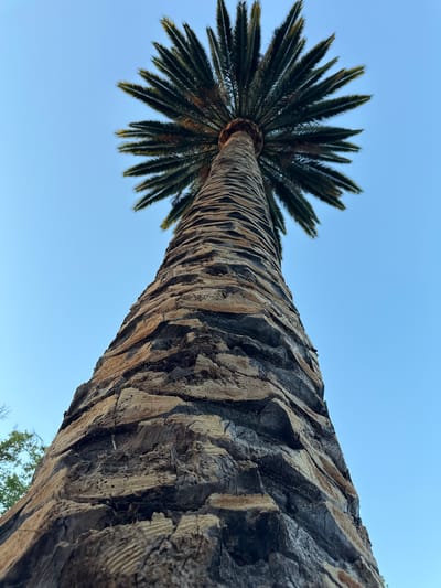 A low-angle shot shows the textured trunk of a tall palm tree reaching towards a clear blue sky in Alamo, United States of America. The trunk exhibits a rough, fibrous surface with distinct horizontal ridges and darker, weathered patches. At the top, a cluster of long, dark green fronds fans out against the sky. To the far left and bottom of the frame, the edge of a leafy green tree is visible.
