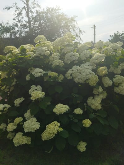 The image captures a dense bush of white hydrangeas in full bloom, with some flowers exhibiting a pale green hue. The bush is lush and overflowing with large, pom-pom-like flower clusters. Behind the hydrangeas, a tree with sparse foliage and a bare trunk is visible, reaching towards a bright, hazy sky. In the background, a utility pole with electrical wires stands against the sky, and more trees and foliage form a darker backdrop. The overall lighting suggests it is daytime, with sunlight creating a lens flare effect in the upper right portion of the image. The scene appears to be an outdoor setting, possibly a garden or park within the Кіраўскі сельскі Савет, Belarus. There are no people or animals present in the frame.