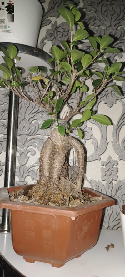 The image shows a close-up of a bonsai tree in a brown rectangular pot. The bonsai has a thick, twisted trunk with exposed roots, and several branches with small green leaves. Some of the leaves appear to be yellowing or dry. The pot contains soil and some dead leaves. Behind the bonsai, there is a wall with a grey, damask-patterned wallpaper. To the left of the bonsai, a metal stand is partially visible. To the far left, the edge of a large white pot or container with some text and graphics is visible. The lighting appears to be artificial, casting shadows on the wallpaper. The overall scene suggests an indoor setting, likely a home or a greenhouse. There is no visible indication of time of day, weather, or any human activity. The text on the white pot is partially legible and includes "2L" and "www.romplast.ua". The location context provided is Baghdad, Uzbekistan.