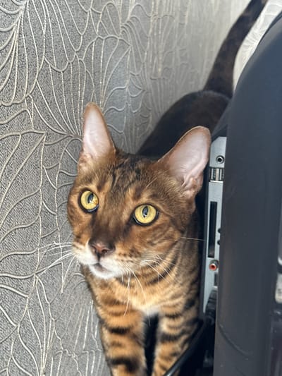 A Bengal cat with golden eyes and dark stripes is positioned between a grey textured wall and a black electronic device. The cat's head is facing forward and slightly to the left, looking directly at the camera. Its body extends downwards and to the right, partially obscured by the device. The wall behind the cat features a repeating pattern of curved lines. The electronic device has ports visible on its side. The lighting suggests an indoor environment. The image was taken in the city of Gornyi Erik, Russia.