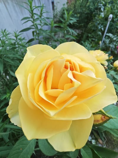 This is a close-up, eye-level shot of a vibrant yellow rose in full bloom. The rose is the primary subject, occupying the majority of the frame. Its petals are layered and unfurling, revealing a rich, golden center. The texture of the petals appears soft and delicate, with subtle variations in shade from a pale yellow on the outer edges to a deeper, warmer hue towards the center.
Behind the rose, out-of-focus greenery forms the background, suggesting a garden setting. The leaves are a mix of dark and lighter greens, indicating natural foliage. To the left of the rose, a pale grey, slightly textured surface is visible, possibly a wall or fence. In the upper right portion of the image, a thin, silver pole-like object protrudes upwards, and some pinkish-red colors suggest other flowers or plants in the distance.
A small, unopened rose bud, partially obscured by the large bloom, is visible to the right of the main rose. This bud has a greenish hue with hints of red and brown, indicating it is in its development stage.
The lighting suggests it might be daytime, possibly late morning or afternoon, with soft, diffused light that highlights the rose's color and form without harsh shadows. The overall mood is serene and natural, showcasing the beauty of the flower. There is no visible text in the image. The location context indicates this scene is from the Chonkaŭski Village Council in Belarus.