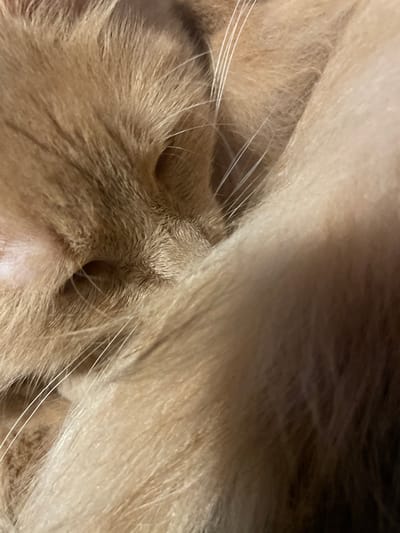 The image is a close-up, macro shot of a sleeping ginger cat's face. The cat is curled up, with its face mostly obscured by its own fur. Only a portion of its muzzle, whiskers, and a closed eye are visible. The fur is a warm, light brown or ginger color, with some lighter, almost white, whiskers. The lighting suggests an indoor setting, likely a home, as it is soft and diffused, creating a warm and cozy atmosphere. There are no identifiable landmarks or elements that would indicate a specific location within the city of Otradnoye, Russia. The image focuses entirely on the texture and details of the cat's fur and face.