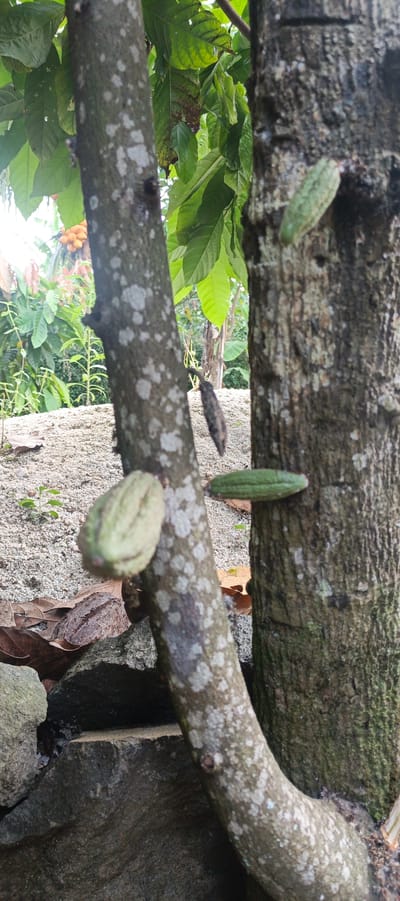 This is a vertical, medium-shot photograph of two cacao trees in Kemuning, Indonesia. The tree on the left has a lighter, mottled bark and a single, light green cacao pod hanging from its trunk. The tree on the right has a darker, rougher bark and a similar light green cacao pod is attached to its trunk. A dried, dark brown cacao pod is visible hanging from the left tree, and another dried, dark brown pod rests on the ground near the base of the tree. The trees are situated in front of a granular, light-colored ground covered with dry leaves and small green plants. In the background, lush green foliage and some yellow-orange fruits can be seen. The overall scene is outdoors and appears to be a natural or cultivated environment.