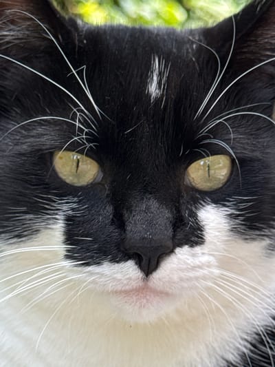 A close-up, head-on, outdoor, daylight photograph captures the face of a black and white cat. The cat's fur is predominantly black with white markings on its muzzle and chest. Its eyes are a light green-yellow color with vertical pupils, and its whiskers are long and white. The background is blurred, showing hints of green foliage. The photograph was taken in Putten, Netherlands.