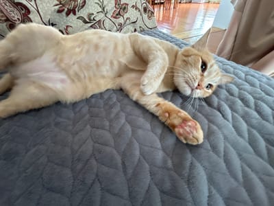 A light orange tabby cat is lying on its back on a textured gray blanket. The cat has its belly exposed, with some pink skin visible. Its front paws are curled towards its chest, and its hind legs are extended. The cat's eyes are partially closed, and its mouth is open, revealing its tongue slightly. In the background, a floral patterned couch is visible. The floor appears to be polished wood, and the scene is indoors. There is no indication of the cat's location in Sibay, Russia.
