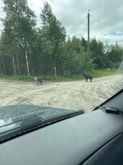 This media file depicts an outdoor scene with two dogs on a dirt road lined with trees. One dog, appearing to be a dark-colored breed, stands near the center of the road. Further down the road, a second dog, possibly a husky mix, is visible. The road has visible tire tracks, suggesting it is frequently used by vehicles. The surrounding area is densely forested with green trees, and the sky is overcast, indicating a cloudy day. A power pole with wires is visible in the background, and a small yellow sign is posted on a wooden stake. The image is taken from inside a vehicle, as suggested by the reflection on the right side of the frame. The overall setting appears to be rural or natural, possibly in Parma, Russia, given the provided location context. No people are visible in the image.
