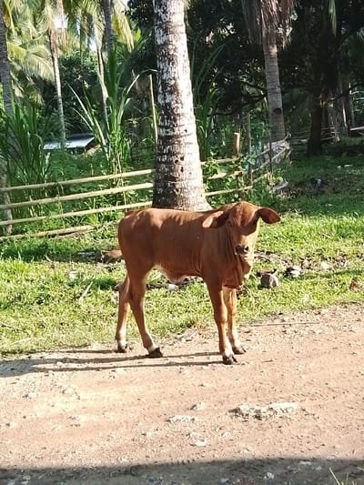 A young, brown calf stands in the foreground on a dirt path, facing the camera. The calf has large ears and a gentle expression. Behind the calf, a lush green field is visible, with a wooden fence running horizontally across the middle ground. Tall palm trees and dense foliage form the background, suggesting a tropical environment. The lighting indicates it is daytime, with sunlight casting shadows on the path. The overall scene appears to be a rural area, potentially in the outskirts of Santa Cruz, Philippines, given the tropical vegetation and the presence of livestock.