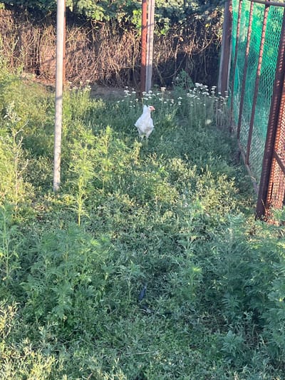 A white chicken stands in a grassy area with some small white flowers. Behind the chicken, there is a metal fence with green mesh and some reddish-brown posts. To the left of the chicken, a gray metal pole is visible, and behind that, dense dry brush and foliage form a background. The ground is covered in green grass and various plants. The scene appears to be outdoors in daylight. The location is specified as Yanovo-Grushevsky, Russia.