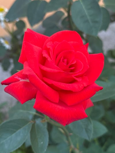 The media file is a close-up, top-down shot of a vibrant red rose in full bloom. The rose is the central subject, with its petals unfurling in a spiral pattern, showcasing its intricate details and rich color. The background consists of blurred green rose leaves and stems, with hints of lighter foliage and possibly small white flowers in the lower left corner.
The lighting suggests it is daytime, likely outdoors, with natural light illuminating the rose. The focus is sharp on the rose, while the background is soft, creating a bokeh effect that emphasizes the flower. There are no people or specific objects other than the rose and its plant. The scene is a natural outdoor setting, possibly a garden or a park.
Notable details include the delicate texture of the rose petals, with visible veins and subtle creases. The rich red color is consistent throughout the bloom. The overall mood is one of natural beauty and tranquility.
There is no visible text in the image. The implied location context is Zvenyhorodka, Ukraine.