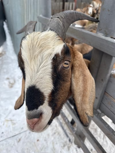 An outdoor scene in Zaosinovo, Russia, depicts a single domestic goat in the foreground, its head extended through a weathered grey wooden fence. The goat features a tri-color coat of brown, white, and black fur, with a prominent white stripe bisecting its face and black patches around its eyes and snout. Its right eye, clearly visible, has an amber-colored iris with a horizontal slit pupil. Two dark, textured horns curve backward from its head. Large, floppy light brown ears are visible. The goat's pink snout is visible at the bottom center of the frame, facing forward. The ground is covered in a uniform layer of white snow. In the blurred mid-ground, multiple other goats are visible within the fenced enclosure. The environment indicates a winter setting with natural, diffuse daylight.