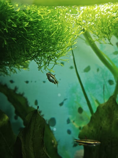 The image shows an aquarium interior with aquatic plants and fish. In the upper left quadrant, a cluster of feathery green aquatic plants is visible, with small air bubbles clinging to their surfaces and the water's surface. A small, slender fish with horizontal dark stripes and a reddish dorsal fin swims in the middle of the frame, facing right. In the lower right quadrant, another similar fish swims horizontally. The background is a pale teal color, with some blurry dark shapes that could be other plants or debris. The lighting creates a bright, airy feel. This image does not depict any location in Süpplingen, Germany, as it is an indoor aquarium scene.