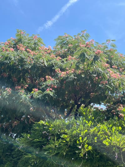 The image shows an upward view of a tree with pink flowers against a bright blue sky. The tree's branches are full of green leaves, and clusters of fluffy pink flowers are visible throughout the foliage. To the right, a different type of vine or tree with small purple flowers is intertwined with the main tree. A faint white cloud streak is present in the sky on the left side of the image. The lighting suggests it is daytime. The scene is outdoors, likely in a natural or garden setting, consistent with Espalion, France. There is no visible text.