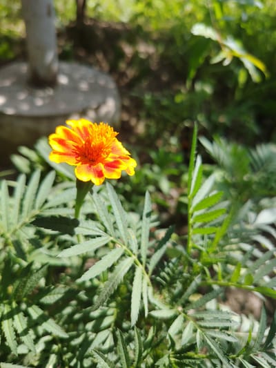 A close-up, eye-level shot captures a vibrant marigold flower in full bloom, its petals a striking gradient of yellow and orange with hints of red. The flower is positioned slightly to the left of the frame, its delicate bloom reaching towards the sun. It stands tall on a thin, green stem, surrounded by the feathery, serrated green leaves of the marigold plant.
The background is a soft blur of greenery, suggesting a garden setting. Sunlight filters through the leaves, casting dappled shadows on the foliage and the ground below, indicating a sunny day. To the upper left, a portion of a grey, textured object, possibly a concrete planter or base, is visible, also partially shaded. The overall impression is one of a serene, natural outdoor environment. The image appears to have been taken in the village of Sarikishti Bolo, Tajikistan, as suggested by the location context. There is no text visible in the image.