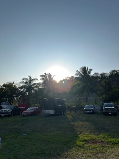 The image presents a sun-drenched outdoor scene with vehicles parked on a grassy area, possibly a field. The vehicles include several pickup trucks, cars, and a trailer. Palm trees are scattered throughout the location, partially obscuring the sun. A horse is visible standing in the grass near the trailer. The scene appears to be in Casa Blanca, Mexico, although specific elements linking it to the city are not clearly identifiable from the image alone.