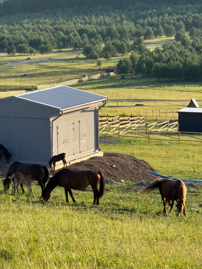 The image depicts a rural scene in Elekmonar, Russia, featuring a herd of horses grazing in a grassy field. A large, grey, rectangular building with a corrugated metal roof dominates the left side of the frame, appearing to be a storage shed or utility building. Adjacent to it, a smaller dark-colored structure with a peaked roof is also visible. Several wooden fences crisscross the landscape, delineating different areas of the pasture. The background consists of a dense forest of pine trees, bathed in the warm light of what appears to be late afternoon or early morning. The horses, including several adult horses and at least one foal, are spread across the foreground and midground, actively grazing. One adult horse in the mid-right is facing away from the camera, its tail fanned out. Another adult horse in the mid-left is partially obscured by a foal. The environment is predominantly green, with tall grasses and a clear sky overhead. The ground near the grey building is disturbed, with a pile of dark earth visible. A blue pipe runs across the lower right portion of the frame, partially submerged in the grass.