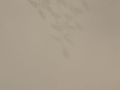 A shadow of leaves is cast on a light beige wall. The location is in Mole Valley, United Kingdom.