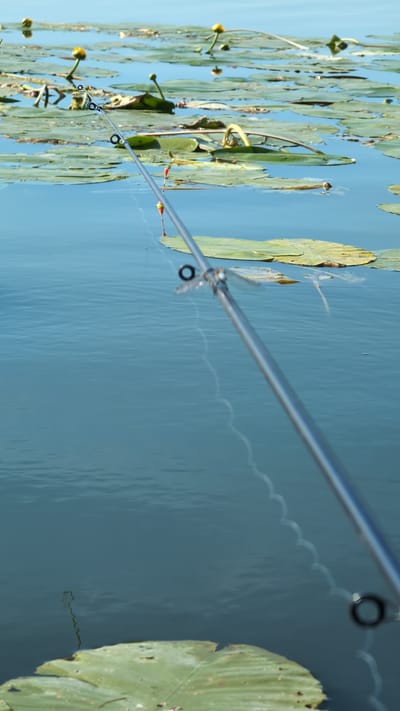 The image depicts a fishing rod extended over a body of water covered with lily pads and yellow water lilies. The fishing line, attached to floats, is visible trailing into the water. The scene appears to be a calm, natural environment, likely a lake or slow-moving river, possibly within or near the city of Sebyne, Ukraine, given the context of the prompt. No people are visible in the image. The water is blue and reflects the sky. The lily pads are green and varied in size and shape, with some water lilies in bloom. The fishing rod is silver and metallic, with visible line guides. The overall impression is one of peaceful angling in a natural setting.