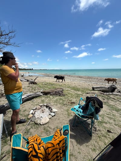 In Mgudzyrkhwa, Abkhazia, on a sunny day with a bright blue sky and scattered clouds, a person wearing a yellow t-shirt, blue shorts, and a hat stands on a sandy beach, looking towards the turquoise sea. The person appears to be smoking. Nearby, two chairs are set up, one with a tiger-striped blanket draped over it, and another with several pieces of clothing. A circular stone fire pit with ashes and embers is visible on the sand. Two cows, one dark-colored and the other light brown, are grazing on the beach near the water's edge. In the background, the sea stretches to the horizon, with a line of trees and buildings visible along the coastline. The beach is littered with driftwood and scattered vegetation.