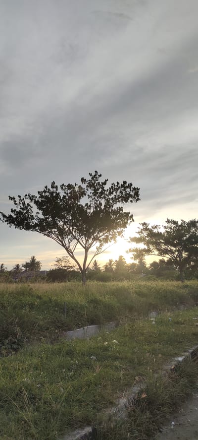 This is a vertical, medium shot of a grassy field at sunset. The sky is overcast with gray clouds, and the sun is low on the horizon, creating a bright glow behind the silhouette of a large tree in the center of the frame. The tree is tall and has a wide, sprawling canopy. In the background, more trees and some buildings are visible, also silhouetted against the setting sun. The field is covered in tall, dry grass with patches of green weeds. The overall mood is peaceful and serene. The time of day is sunset. The location appears to be a rural or undeveloped area in Meunasahaluedrienlhoksukon Barat, Indonesia, suggested by the presence of coconut trees and the general landscape. There are no people or text visible in the image.