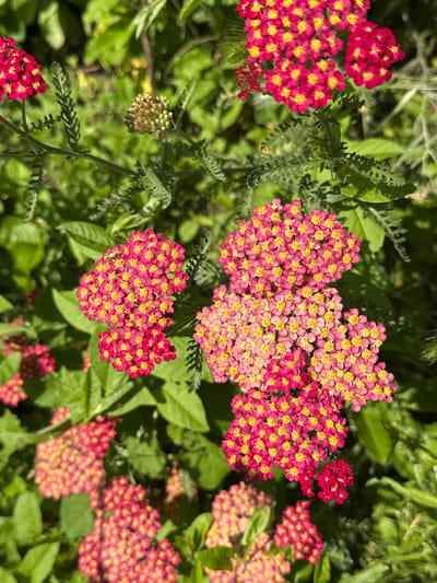 In Zassovskaya, Russia, a close-up shot captures a cluster of vibrant pink yarrow flowers with yellow centers, set against a backdrop of lush green foliage. The yarrow blossoms are densely packed, forming flat-topped flower heads. The sunlight illuminates the scene, creating bright highlights and shadows on the petals and leaves. The overall environment suggests an outdoor setting, likely a garden or a natural landscape, characterized by the presence of healthy green plants. There are no people or animals visible in the frame.