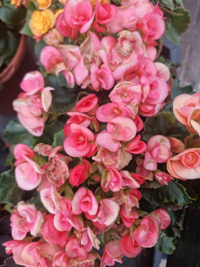 A close-up, overhead shot showcases a cluster of vibrant pink begonia flowers interspersed with a few yellow ones. The blossoms vary in their stage of bloom, from tightly furled buds to fully open petals. Some of the flowers show signs of wilting or browning, indicating they are past their prime. Lush green leaves form a backdrop for the colorful display. The overall impression is one of natural beauty, perhaps from a garden or a potted plant arrangement. There are no people or specific activities depicted. The lighting appears to be natural, suggesting daytime, but there are no strong shadows to indicate a specific time of day. Location cues are absent, but the context provided places it in Wootton, United Kingdom. No visible text is present in the image.