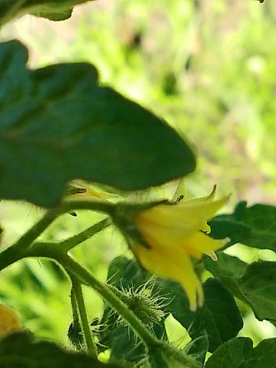 A close-up, eye-level shot captures a yellow tomato flower in bloom, set against a backdrop of lush green leaves and a softly blurred background. The flower's petals are unfurled, revealing their delicate structure and vibrant hue. The leaves, dark green and slightly fuzzy, frame the bloom, their textures rendered in sharp detail. The stem, also green and covered in fine hairs, supports the flower and leaves. The environment appears to be a garden or a natural setting, with dappled sunlight illuminating the scene and creating highlights and shadows. The image offers no clues regarding its location within the city of 1-Go Maya, Russia.