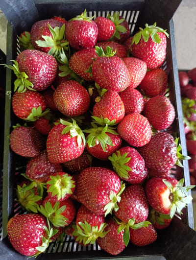 A black plastic crate is filled to the brim with ripe, red strawberries. The strawberries are varied in size and shape, with some showing their bright green tops. The lighting suggests it is daytime, possibly outdoors, given the natural light illuminating the fruit and the slight shadows. The setting appears to be a place where strawberries are harvested or sold, perhaps a market or a farm stand in Shali, Russia. No people are visible in the frame, and there is no discernible text. The overall impression is one of freshness and abundance.
