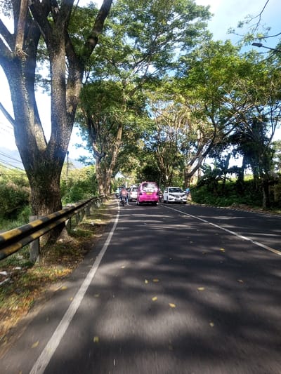 The image displays a tree-lined paved road in the city of Phonengam, Laos, under bright daylight. A black and yellow striped guardrail runs along the left side of the road, separating it from an embankment with sparse vegetation. Tall, mature trees with dense green foliage line both sides of the road, creating an overhead canopy that casts dappled shadows on the asphalt.

In the right lane, a bright pink compact hatchback is visible, facing away from the viewer. A white compact hatchback is positioned directly behind the pink vehicle. To the right of the pink car, a white sedan or hatchback is parked alongside the road. A person on a dark-colored scooter-type motorcycle is situated to the immediate left of the pink car, also facing away. Additional vehicles are discernible further down the road, partially obscured by trees. Dense green vegetation, including broad-leafed plants, borders the road on the right side. A distant mountainous or hilly landscape is faintly visible in the upper-left background under a clear sky.