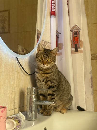 A tabby cat with green eyes is sitting on the edge of a white sink in a bathroom. The cat is facing forward, with its paws resting on the sink. Behind the cat is a shower curtain with a print of a British soldier. To the left of the cat is a faucet and a round mirror reflecting the cat's head and ears. The bathroom walls are tiled with beige ceramic tiles. There are also some toiletries on the sink, including a pink container and a pump bottle. The overall lighting suggests it is daytime.
