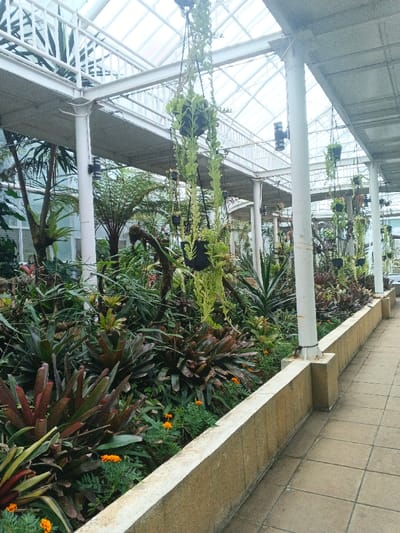 The scene depicts an interior view of a botanical garden or greenhouse located in Munyati, Zimbabwe. A tiled pedestrian pathway, composed of light brown square tiles, extends from the foreground into the background along the right side of the frame. This pathway is bordered on its left by a low, light beige concrete wall, approximately 0.5 meters high.

To the left of the wall, a densely planted garden bed features a variety of tropical and subtropical vegetation. Prominent subjects include numerous bromeliads with broad, green and reddish-green leaves occupying the foreground and midground. Smaller plants with orange flowers, resembling marigolds, are interspersed at the base of the larger foliage. In the background, taller plants and fern-like trees are visible.

Overhead, a white metal structural framework supports a translucent roof, allowing ambient light to illuminate the space. White cylindrical pillars extend vertically from the ground, supporting the overhead structure. Several black hanging planters, each containing long, trailing green succulent-like plants, are suspended from this framework. Black wall-mounted lighting fixtures are attached to some of the white pillars. No individuals are present in the image.