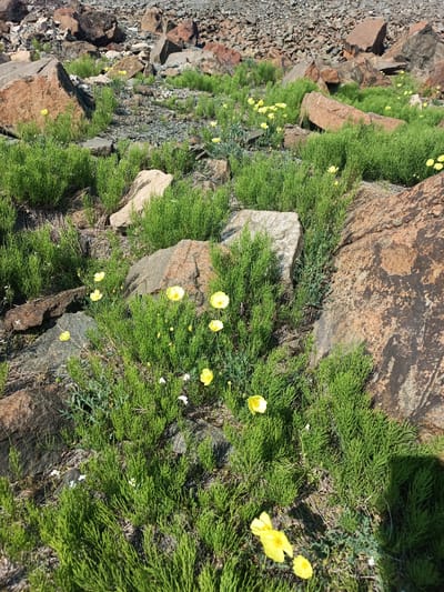 The image depicts a rocky, natural landscape with sparse vegetation and scattered yellow wildflowers. The foreground is dominated by a cluster of feathery green plants interspersed with several bright yellow poppies and a few tiny white flowers. Large, weathered rocks of varying sizes and colors, ranging from reddish-brown to gray, are scattered throughout the scene, creating a rugged terrain. In the background, more rocks and gravel are visible, suggesting a mountainous or high-altitude environment. The lighting suggests it is daytime, with sunlight casting shadows on some of the rocks. The overall impression is one of resilience and beauty in a harsh environment. No people, text, or specific events are depicted. The location context provided is Norilsk, Russia.