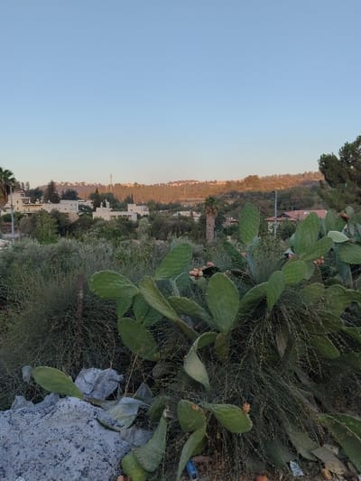 The image presents a daytime landscape in Abu Gosh, Israel, under a clear, light blue sky that occupies the top third of the frame. The immediate foreground features a large Prickly Pear cactus (Opuntia ficus-indica) bush, prominent in the lower right and center-right, displaying numerous green pads and several small, reddish-orange fruits. Surrounding the cactus are dense, dark green bushes and finer, lighter green wispy vegetation. In the bottom-left corner, a pile of irregular grey material, resembling concrete debris or rubble, is visible, with lighter grey rock fragments on its surface. Pieces of litter, including a blue lighter, are scattered among the vegetation and debris in the foreground.
The midground reveals a residential area with multiple light-colored, multi-story buildings, typical of local architecture, partially visible amidst a dense canopy of green trees and foliage. Two palm trees are identifiable, one on the far left and another towards the right within the midground. A utility pole is visible on the far left. The background consists of a range of verdant hills, heavily forested with various trees and shrubs, gradually ascending towards the horizon. Distant structures or utility poles are discernable along the ridgeline of these hills. No people, specific actions, or interactions are depicted in the scene.