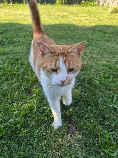A ginger and white cat walks across a grassy lawn in Peer, Belgium. The cat is the primary subject, facing forward with its head tilted slightly down. Its fur is a mix of orange tabby markings and white. The background shows a blurred green lawn with some patches of sunlight and shadow, suggesting an outdoor setting on a sunny day. In the distance, there appears to be a fence and some foliage. The image is taken from a slightly low angle, focusing on the cat as it moves through the grass.