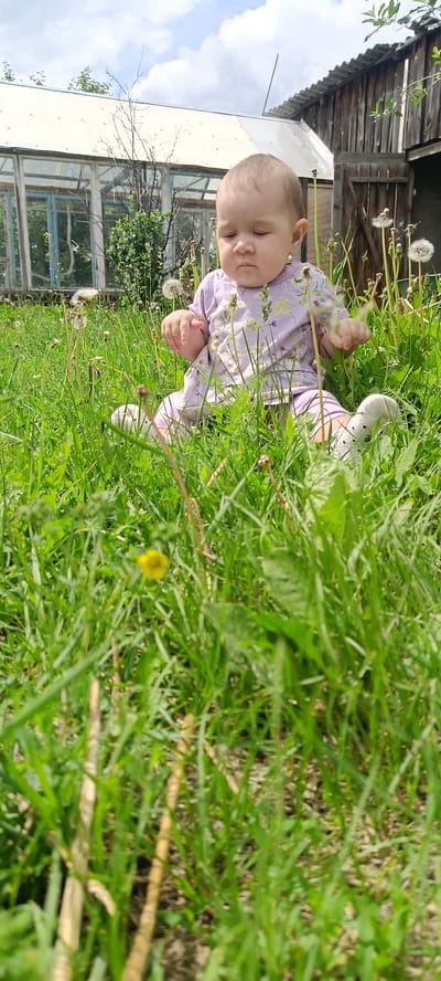 A baby wearing a purple shirt with a floral pattern and white socks is sitting in tall green grass in front of a rustic wooden building and a greenhouse. The baby is looking down with a pensive expression. Dandelions are visible in the grass around the baby, some with seed heads. The background shows a weathered wooden structure with an open door on the right and a greenhouse with glass panels on the left. The sky above is partly cloudy. The scene appears to be a backyard or garden area in a rural setting, possibly the city of Kamennoye, Russia, given the context provided. The focus is on the baby's contemplative pose amidst the natural environment.