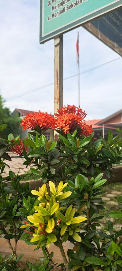 The image shows a close-up of two flowering plants with bright red and yellow blossoms in the foreground. Behind the plants, a pale blue sky with scattered clouds is visible, as well as a flagpole with an Indonesian flag flying. In the middle ground, there is a building with a red roof and a white wall, and a utility pole. In the background, there are trees and more buildings. A sign with text in Indonesian can be seen in the upper part of the image. The scene appears to be outdoors, likely in a public space, possibly a school or government building given the presence of the flag and sign. The location is identified as Langnibong, Indonesia.